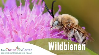 Mehr Arten im Garten  Wildbienen  Folge 1 [upl. by Fisch481]