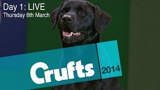 Crufts 2014  Day 1 LIVE [upl. by Ryhpez191]