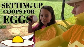 How to set up your coops for eggs [upl. by Rucker]