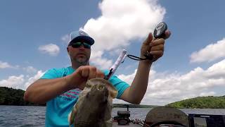 Learning how to ledge fish at Kentucky Lake [upl. by Greerson]