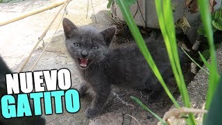 UN NUEVO GATITO LLEGA A LA FAMILIA [upl. by Ailgna]