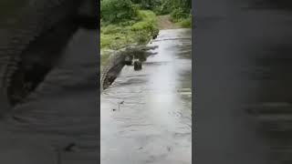 crocodile live  live मगर मच्छ video crocodile growling sound  what is eat crocodile [upl. by Guillermo]