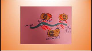 Eosinophils؛ Immune Responses in Health and Disease [upl. by Oirramed107]