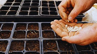 Sowing Seeds Indoors Is Essential For Your Success [upl. by Norse]