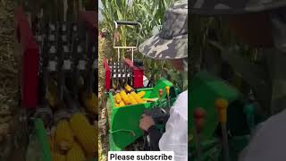 Maize Harvesting maize viralreels youtubeshorts viralvideo shortsfeed agriculture [upl. by Fax386]