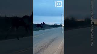 Rare Albino Moose Spotted Alongside Typical Companion in Canada [upl. by Yonita]