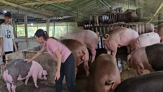 How to Choose a Breeding Sow Separate 2 Pigs to Make a Sow Give Birth  Ep 296 [upl. by Ennazus]