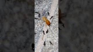 Termites vs Ants insectwarrior [upl. by Koetke]