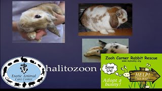 Common Rabbit Diseases amp Illnesses  E Cuniculi [upl. by Ainel]