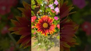 Gaillardia flower summerflower galardia gaillardia shorts [upl. by Eissirc]