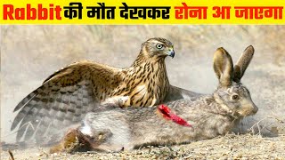 की ऐसी हालत पहले नहीं देखी  Why Eagle Are So Powerful Part3 [upl. by Nahor]