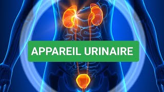 ANATOMIE HUMAINE🩺 ANATOMIE DE L APPAREIL URINAIRE [upl. by Cronin]