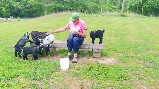 Pygmy goats babies [upl. by Adekam]