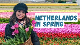 How to Enjoy the Tulips in the Netherlands Your Ultimate Guide [upl. by Blasien]