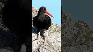 Why do black oystercatchers only have three toes [upl. by Nessy]