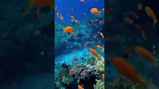 The Calm Beauty of Coral Reefs [upl. by Haberman]