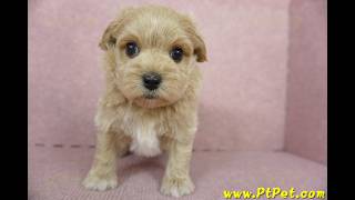 1019 奶油色馬爾泰迪 Maltipoo 公幼犬1號日新犬舍 [upl. by Elagibba]