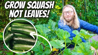 Growing ZUCCHINI Intensively At Home for Maximum Yield and Plant Health  StepbyStep Guide [upl. by Kuehn251]