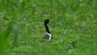 Dance of courtship Lesser Florican [upl. by Ydnic]