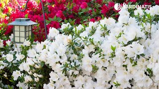 Azaleas y rododendros cuidados y plantación en el jardín  Bricomanía  Jardinatis [upl. by Lenrow]