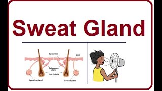 Sweat Glands  Structure and Functions  2024 [upl. by Otecina623]