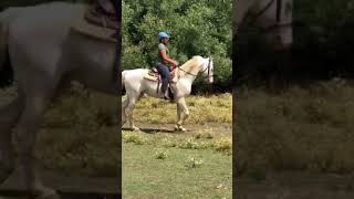 Spirit the Cremello Saddlebred Horse [upl. by Ardnael]