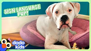 Deaf Puppy Knows Sign Language  Dodo Kids  Animal Videos [upl. by Gorman]