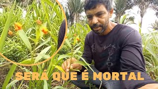 Planta ou erva que pode causar morte dos bovinos [upl. by Halihs]