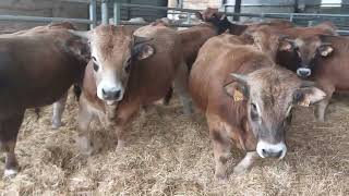 VENTE VIDEO DE 31 BROUTARDS AUBRACS ET CHAROLAIS EN 2 LOTS MARDI 13 FEVRIER 2024 A SICAFOME [upl. by Anil]