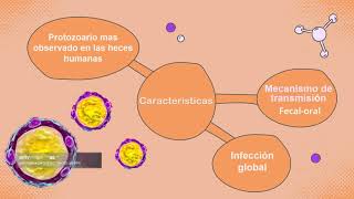 Tema de Isospora belli y Blastocystis hominis [upl. by Marcelline299]