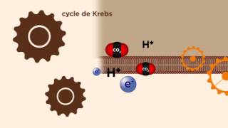 MOOC côté cours  La mitochondrie  production dénergie [upl. by Wilhelmine47]