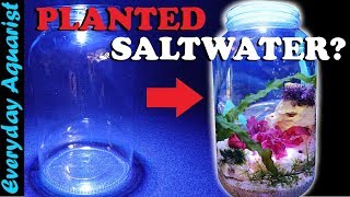 PLANTED JAR AQUASCAPE with a DIFFERENCE  A low tech macroalgae planted saltwater jar build [upl. by Hahseram]