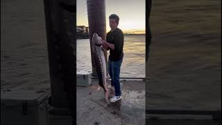 Sturgeon fishing river fishing funny shortvideo shorts short [upl. by Kowtko807]