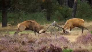 Burlende en vechtende edelherten Hoge Veluwe 2016 [upl. by Elohcin]