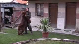 Newfoundland Dog brownTeddy vom RiforbergBear of Geletsland [upl. by Nlocnil]