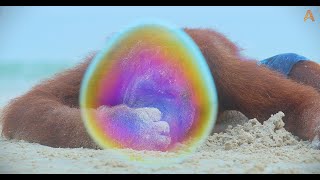 Animalia  Beach Bubbles with Orangutans Prince and Benji [upl. by Aimahs]