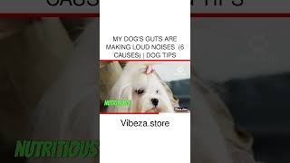 My DOGS GUTS Are Making LOUD NOISES 🐶🔊 6 Causes  Dog Tips [upl. by Akiras]