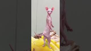 Funny cat dance 🤠🤓🤠🤓😂🤦🏻‍♀️ cat cutecatdancing catvideos shortsfeed [upl. by Studdard816]