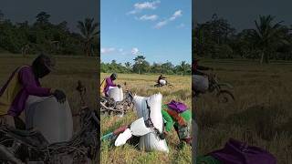 Angkut padi sawah kering  transport rice [upl. by Redvers]