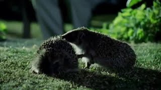 Hedgehog Mating Rituals  Life of Mammals  BBC Earth [upl. by Gilburt917]