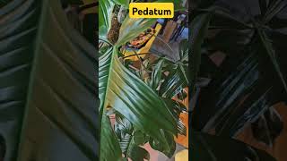 green plants houseplants philodendron florida pedatum plantamateur mosspole sheen [upl. by Trinatte]