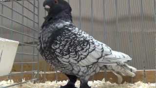 Oriental Frill fancy pigeon [upl. by Euqinna]