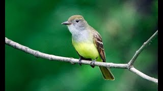 Great Crested Flycatcher [upl. by Rik]