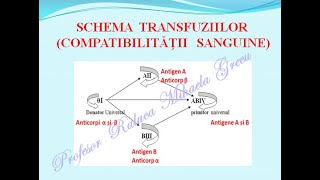 GRUPE DE SANGE IMUNITATEA Lectii de biologie [upl. by Amees]