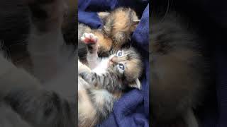 Cutie kittens game youtubeshorts funnycats kitten trending viralshorts viralvideo cats [upl. by Etteyafal165]