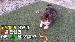 고양이가 장난감 뱀을 만나면 어떤 반응을 보일까 고양이 고양이일상 뱀 kitten cat 사냥본능 반려동물 [upl. by Paterson]