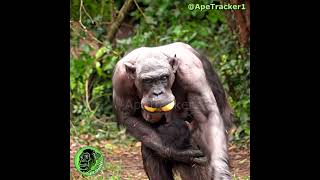 Bald Mom Chimp Full Of Apples shorts funnyanimals [upl. by Codi]