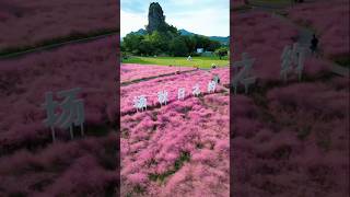 A field of muhly grass like a dream travel nature vacation beautiful scenery relaxing [upl. by Aramad595]