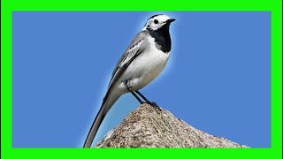 White Wagtail Song White Wagtail Call White Wagtail Voice Lavandera Blanca Canto  Motacilla Alba [upl. by Yetak]