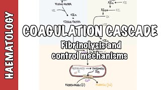 Coagulation Cascade and Fibrinolysis  clotting factors regulation and control mechanism [upl. by Starkey]